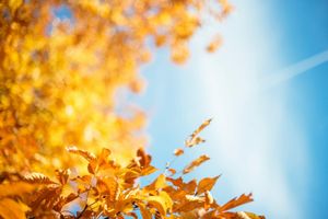 Осенняя меланхолия и способы её преодолеть фото